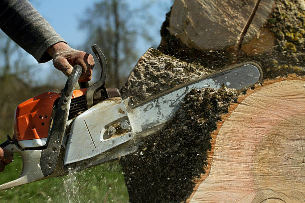 Large Tree Removal in Calera, AL